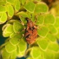 Azolla Weevil